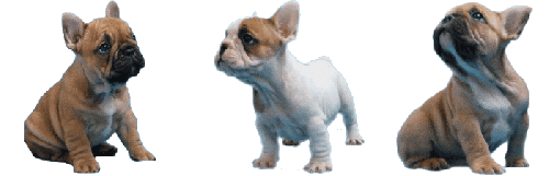 chiots bouledogue fauve de l'elevage